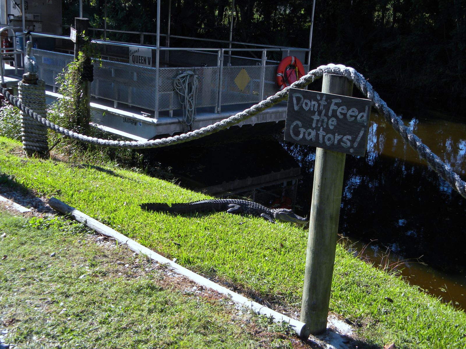 new orleans swamp tour